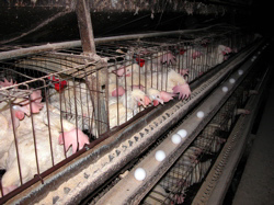 Egg-laying hens in battery cages