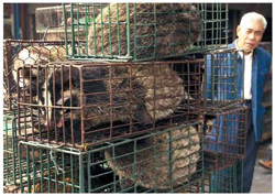 Guangdong wet market selling civet cats