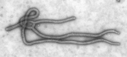 Ebola virus