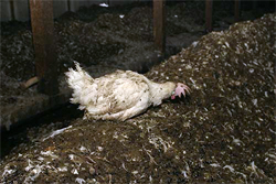 Hen in manure pit covered in flies