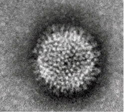 Influenza virus