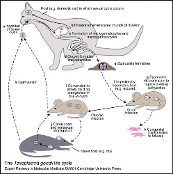 Highly pathogenic avian influenza