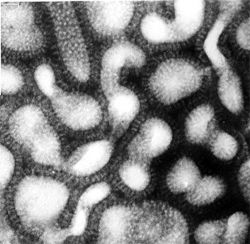 Mutant swarm of influenza viruses