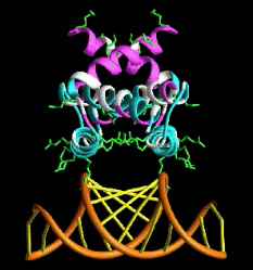 NS1 protein binding to RNA