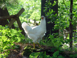 Pastured Chicken