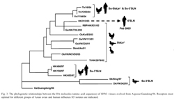 Chickens may be duck to human stepping stones