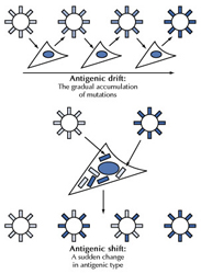 Genetic drift and shift (reassortment)