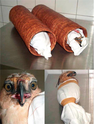 H5N1-infected smuggled eagles