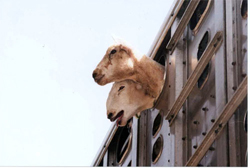 Goats in a transport vehicle